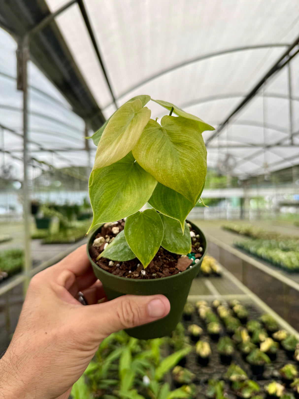 4” Philodendron ‘Majestic’