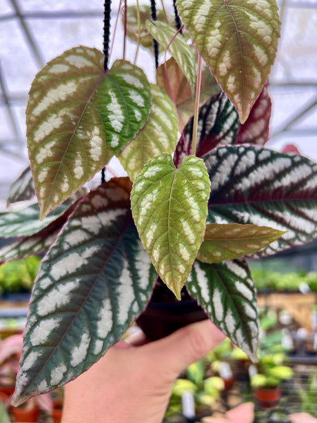 4" Cissus discolor hanging basket