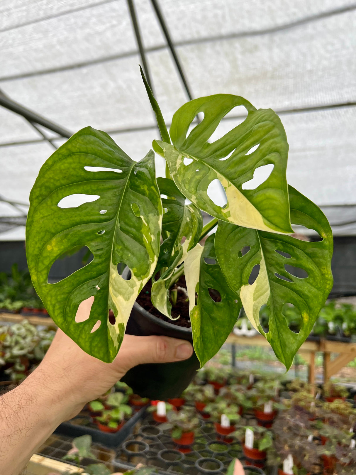 4” Monstera adansonii variegated 'Albo' (white) - Canopy Plant Co.