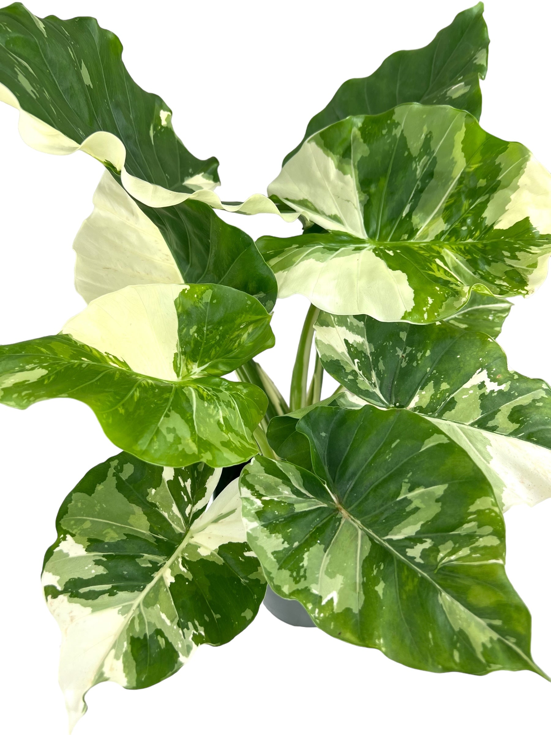 Variegated Alocasia Gageana Albo shops plant