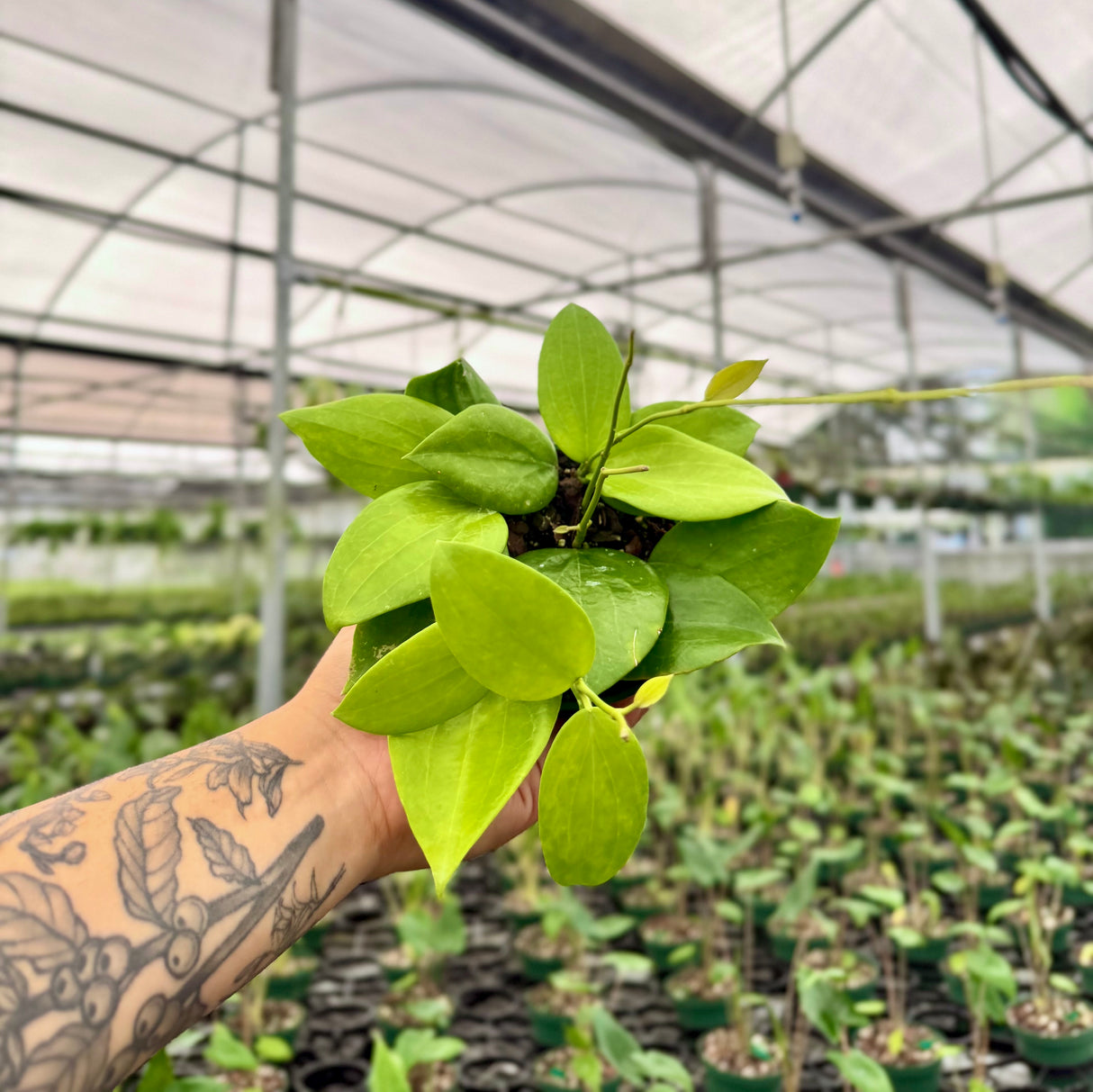 4" Hoya aldrichii
