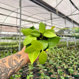 4" Hoya aldrichii