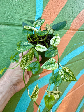 4” Pothos ‘Cebu Blue Ghost’ (variegated) - Canopy Plant Co.