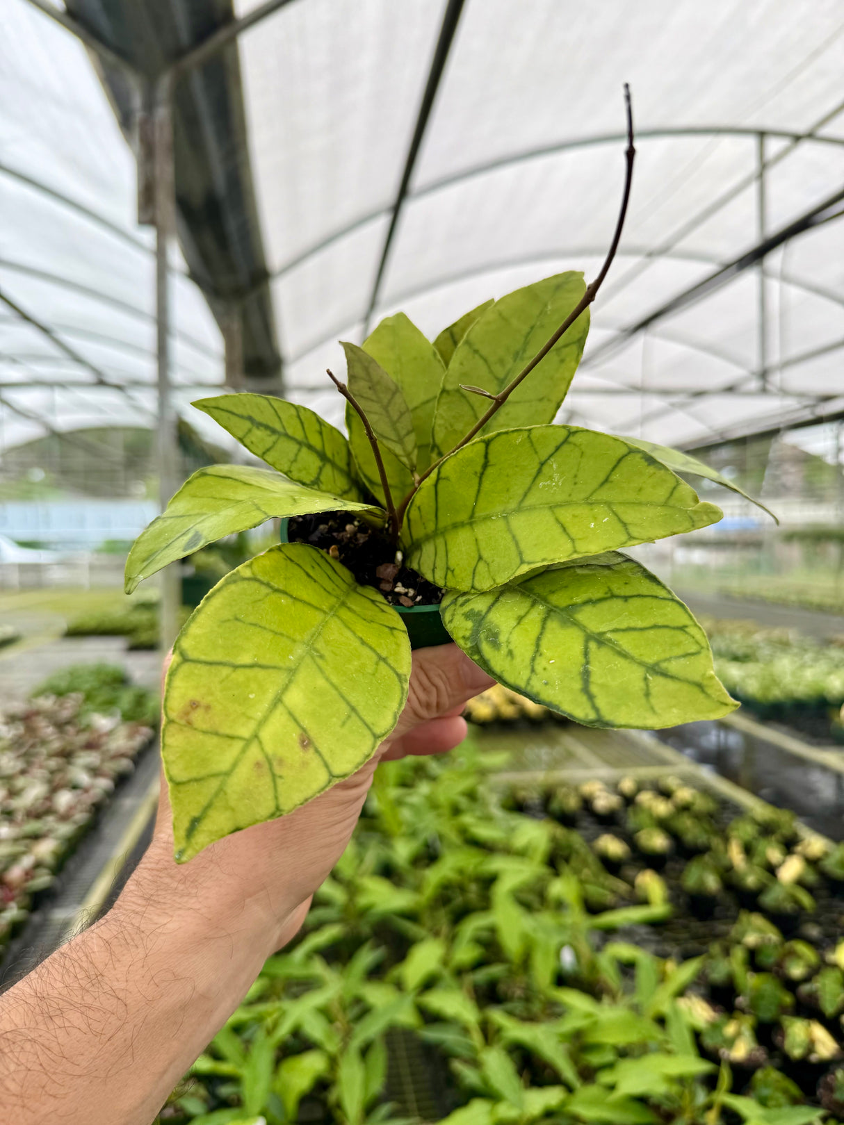 4" Hoya callistophylla