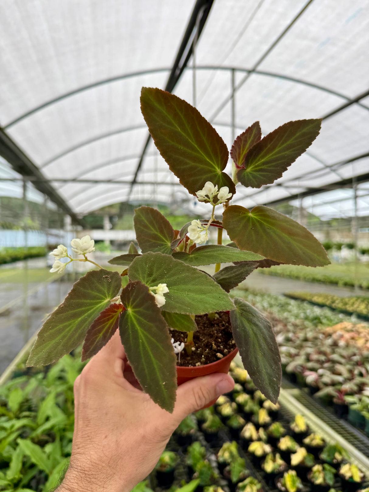 4" Begonia withlacoochee