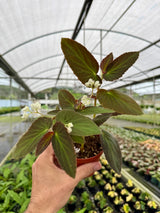 4" Begonia withlacoochee