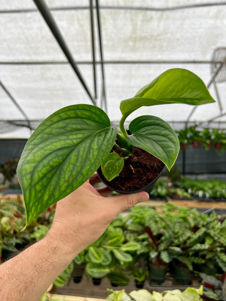 4" Monstera pinnatipartita
