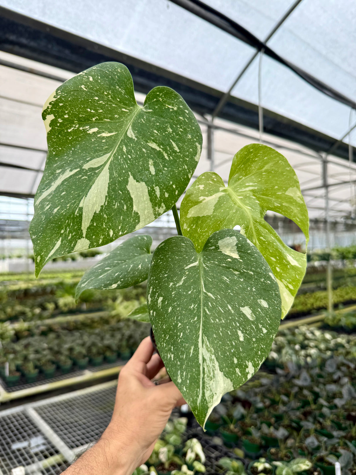4" Monstera ‘Thai Constellation’