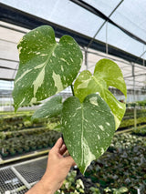 4" Monstera ‘Thai Constellation’