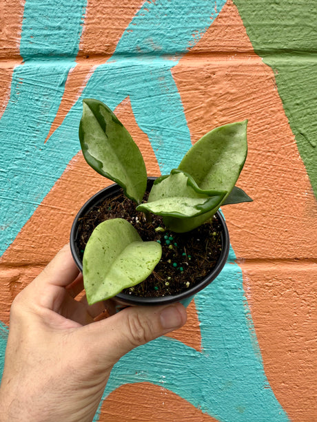 4” Hoya ‘Silver Moon’ - Canopy Plant Co.