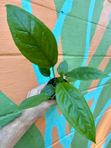 4" Anthurium 'Big Bill'