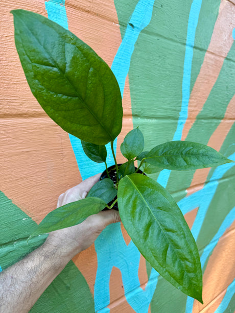 4" Anthurium 'Big Bill'