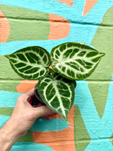 4” Anthurium ‘Dorayaki’