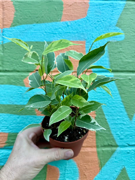 4" Ficus benjamina variegated 'Golden King' - Canopy Plant Co.