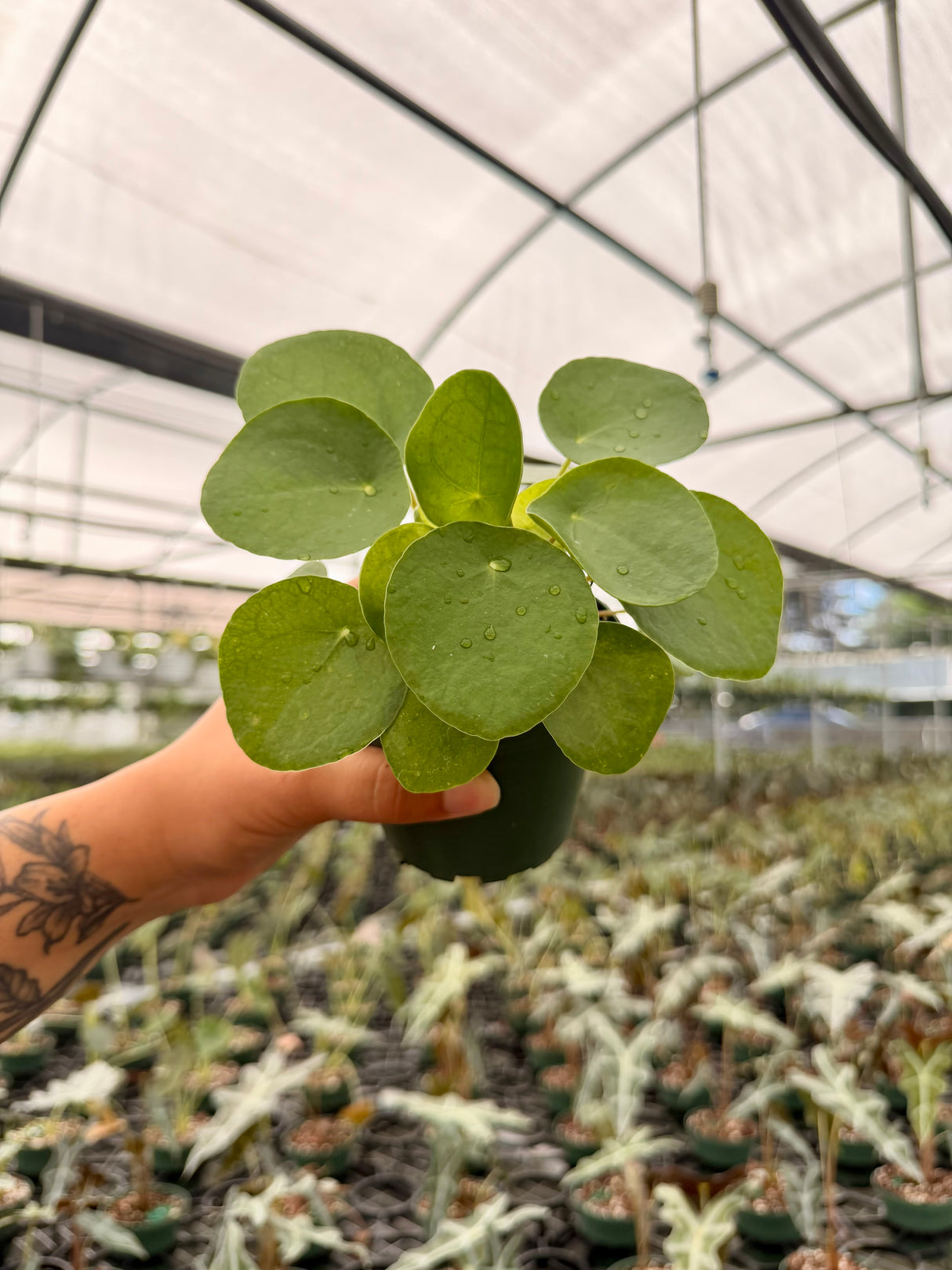 4" Pilea peperomioides 'Money Plant'