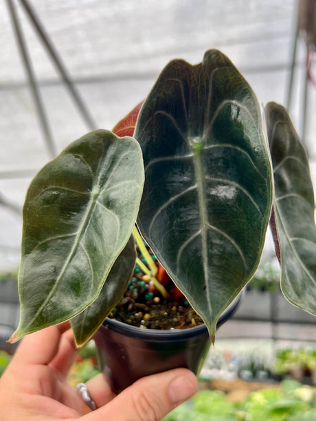 4" Alocasia watsoniana