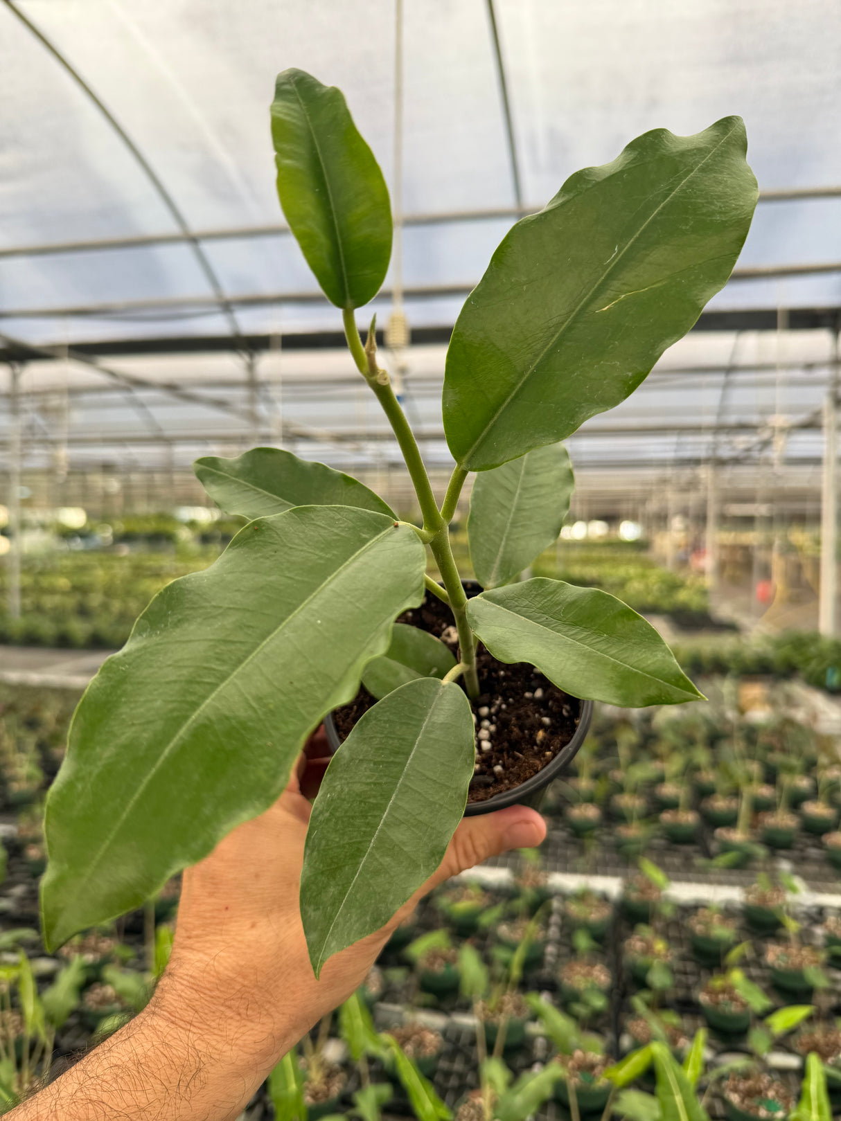 4" Hoya imperialis 'Alba' (white flower)