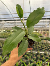 4" Hoya imperialis 'Alba' (white flower)