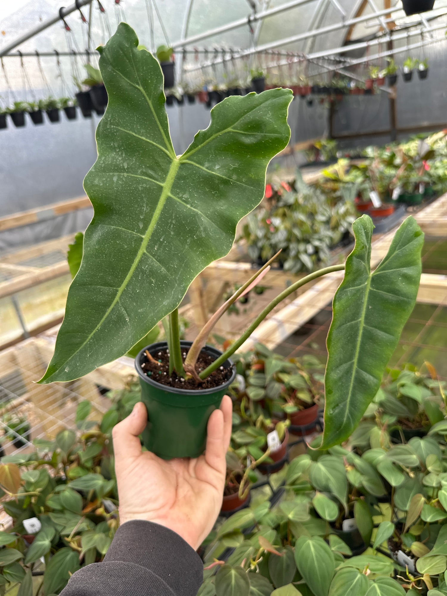 philodendron billietiae x hercules 4" Philodendron radiatum x billietiae