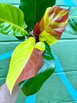 4" Philodendron ‘Red Moon’ - Canopy Plant Co.