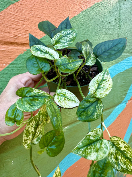4” Pothos ‘Cebu Blue Ghost’ (variegated)