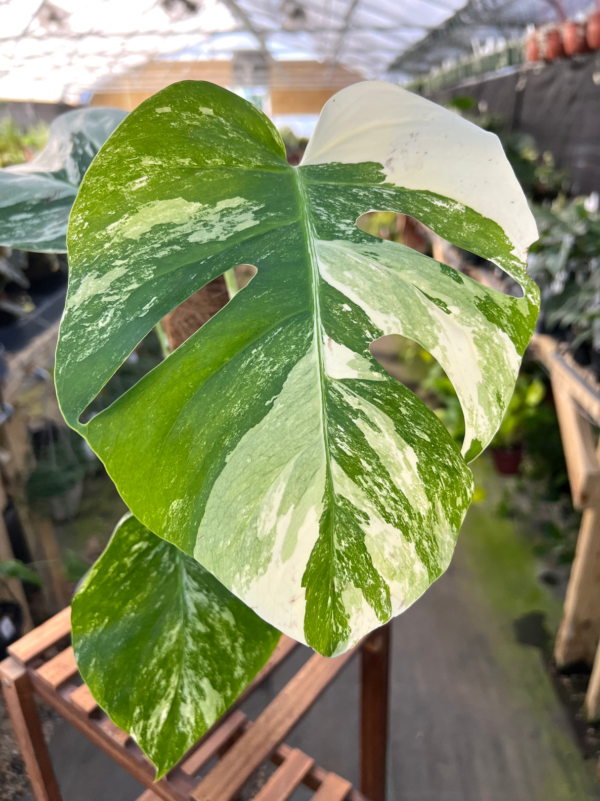 6" Monstera deliciosa variegated 'Albo'