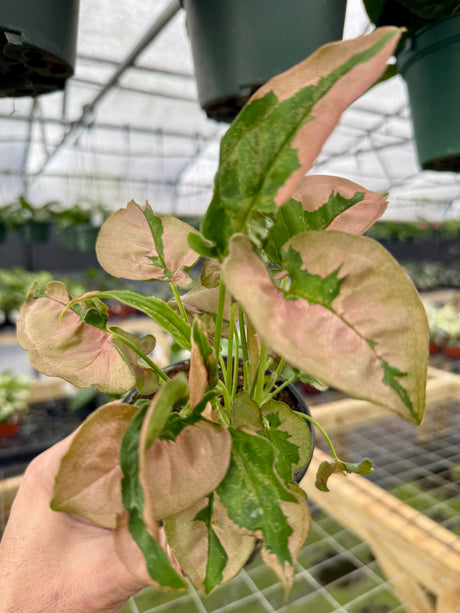 4" Syngonium ‘Pink Lava’