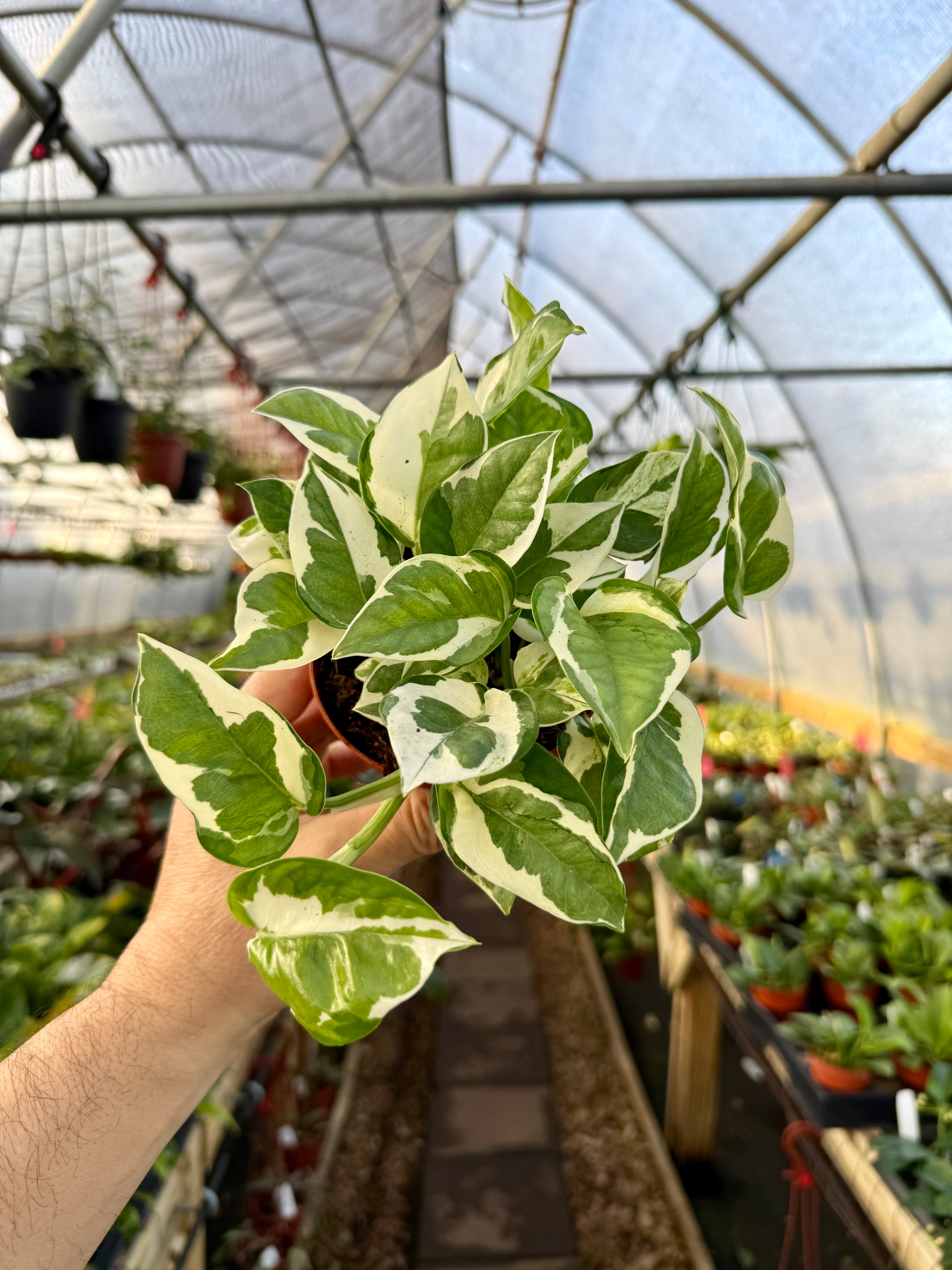 4" Pothos ‘Pearls and Jade’