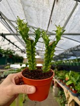 4” Euphorbia ‘Mint Cream’ - Canopy Plant Co.