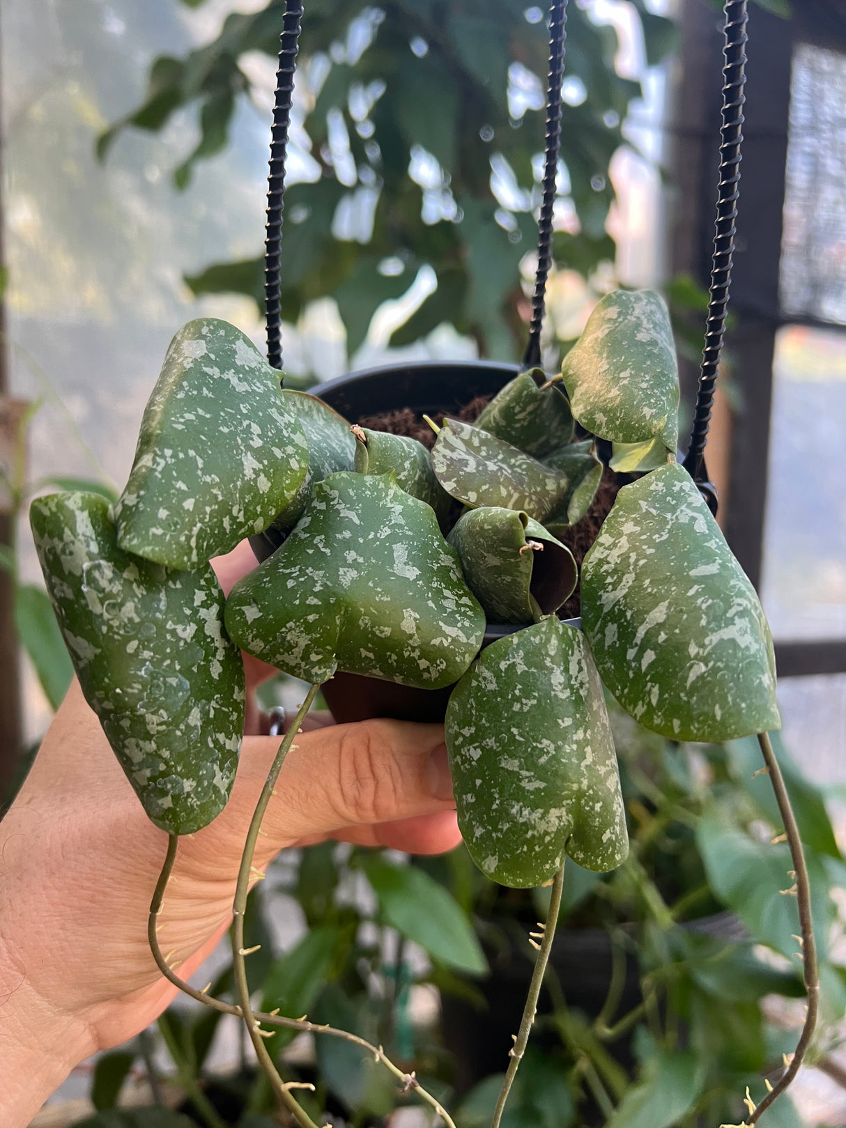 4" Hoya imbricata hanging basket