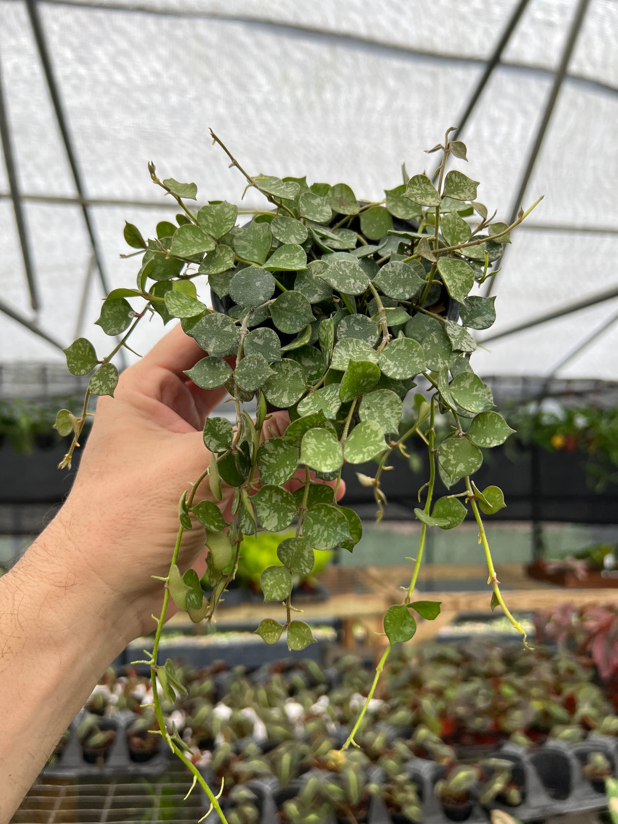 4" Hoya curtisii