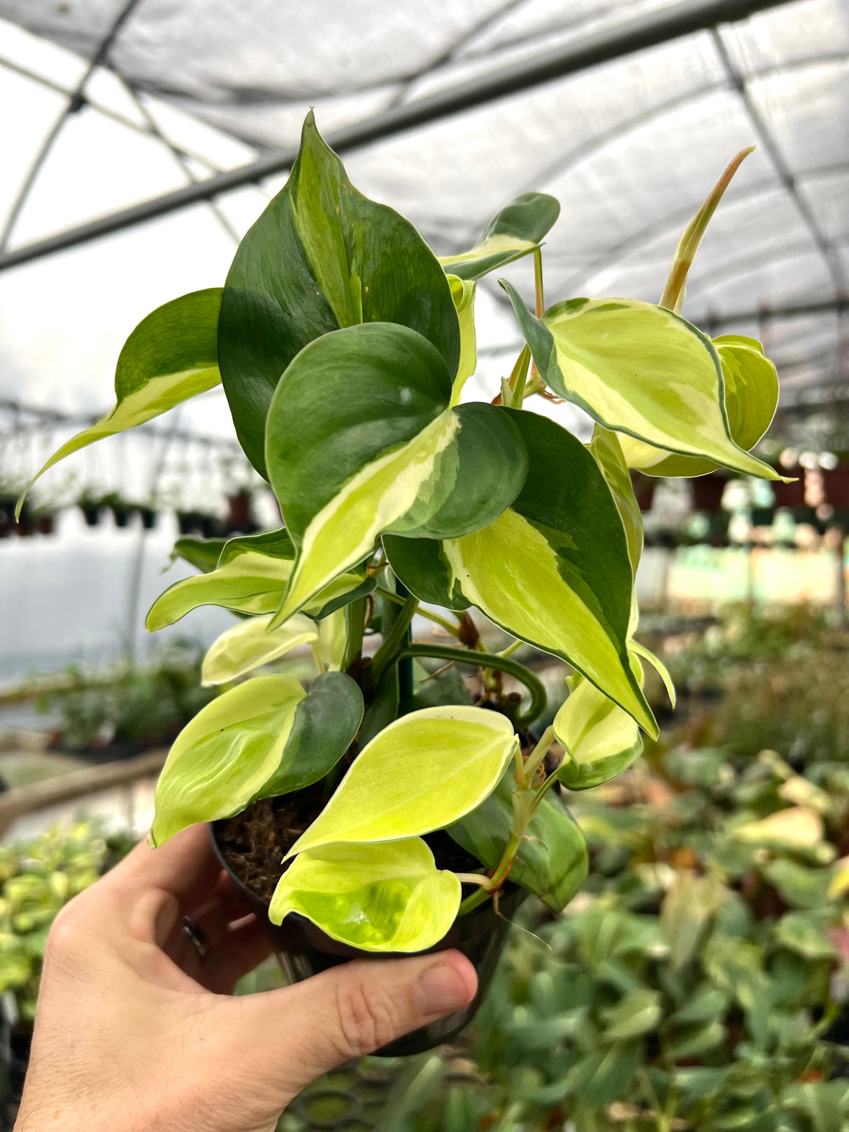 4” Philodendron Cream Splash