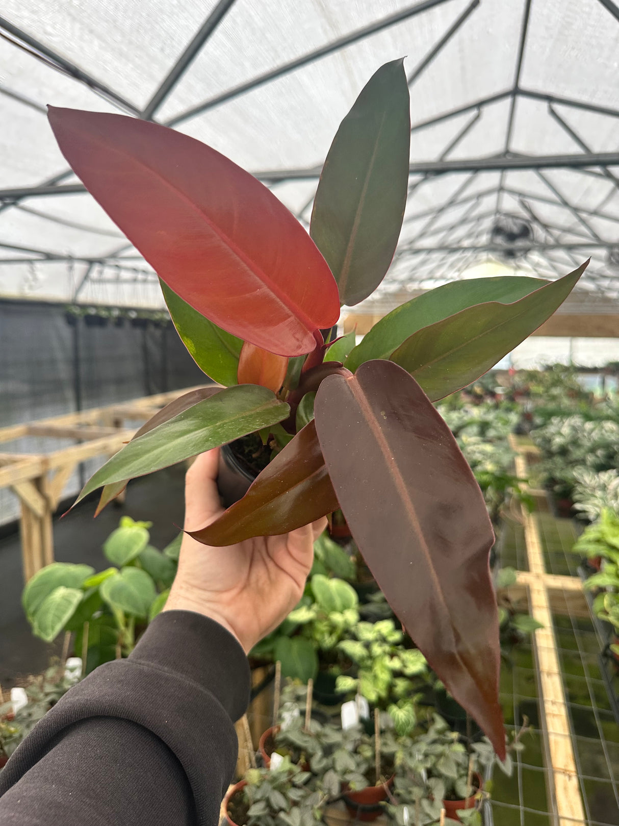 4" Philodendron Sun Red