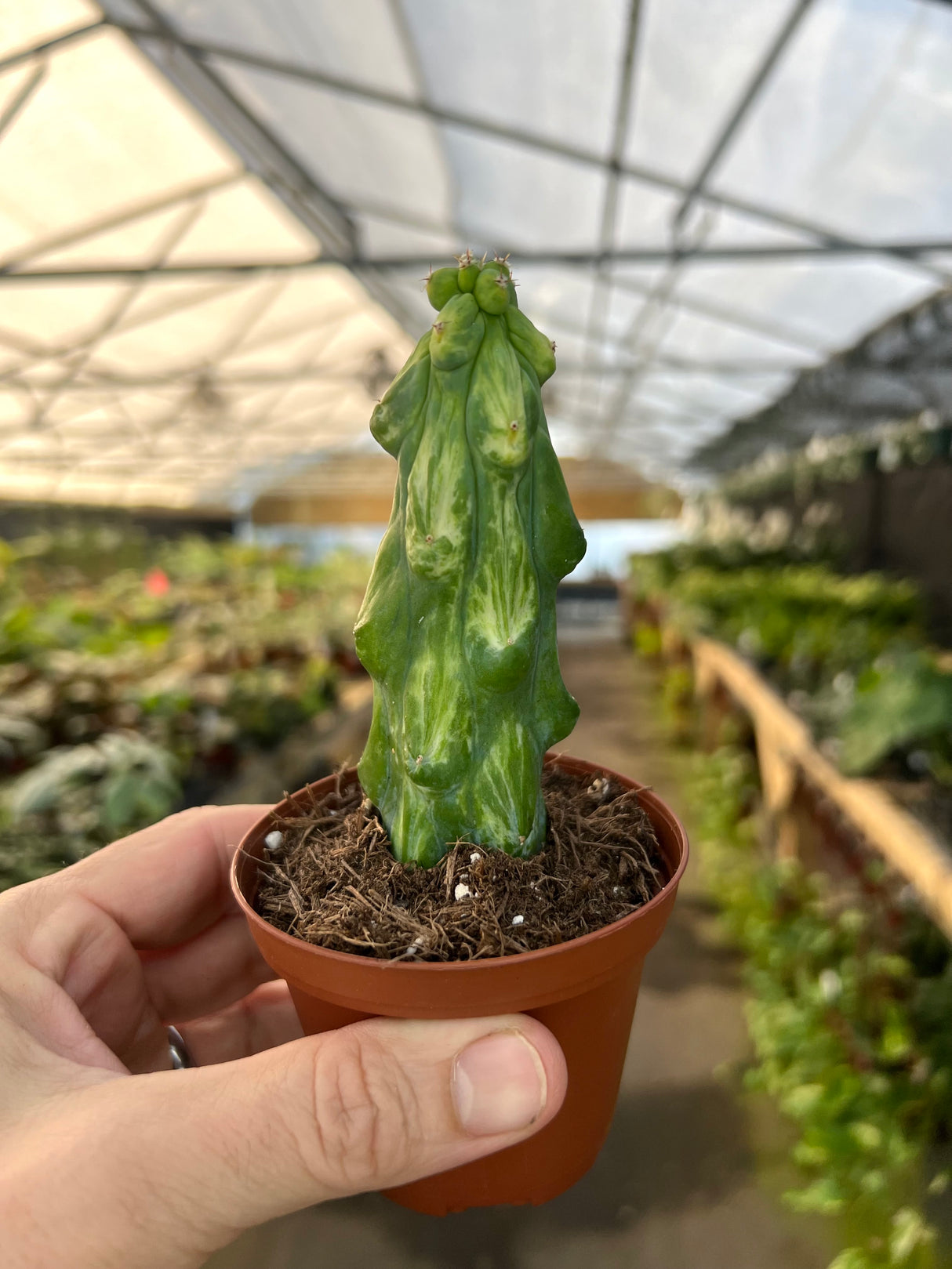 3” variegated Boobie cactus (Myrtillocactus geometrizans 'Fukurokuryuzinboku')