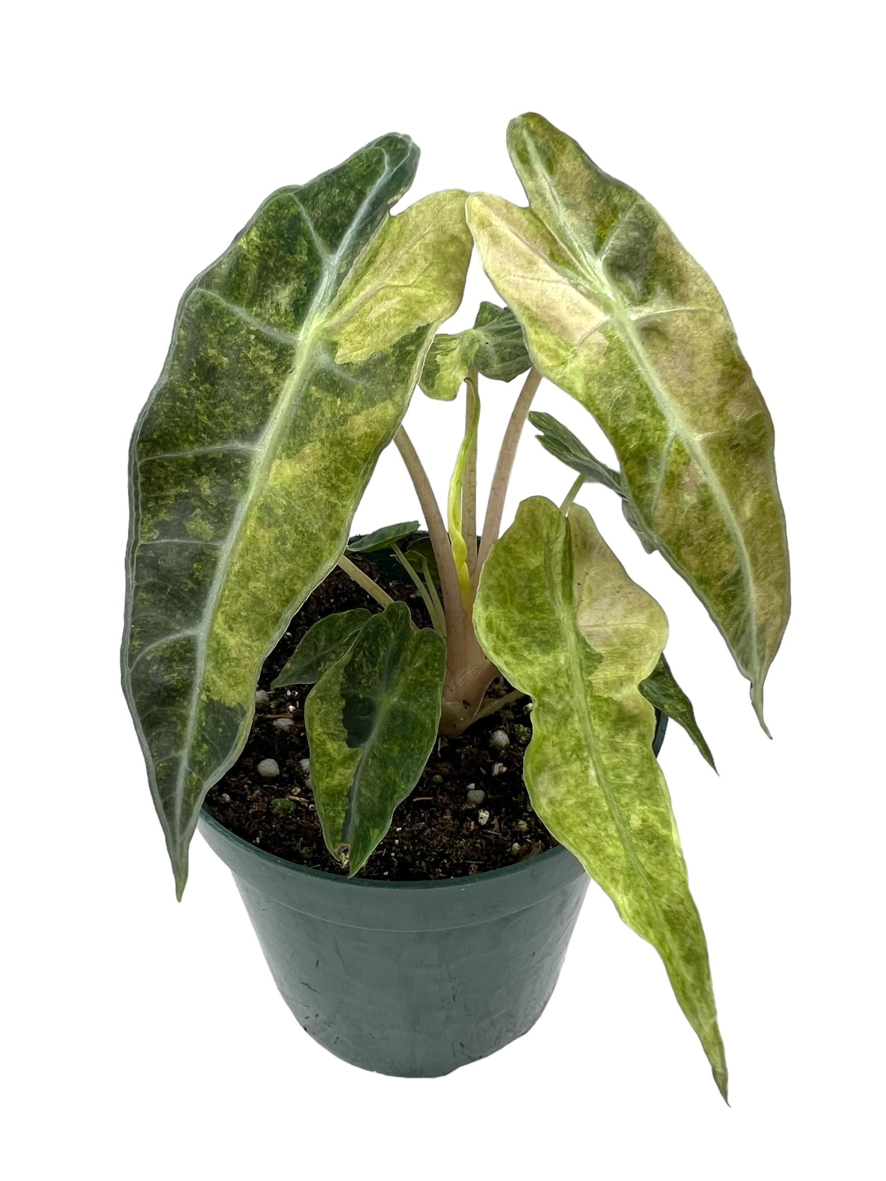 Variegated Alocasia saving Polly