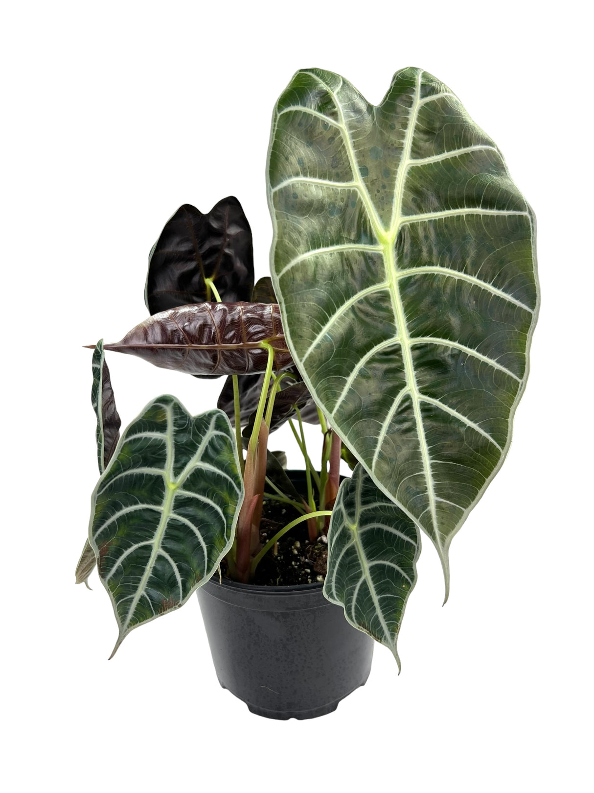 6" Alocasia watsoniana