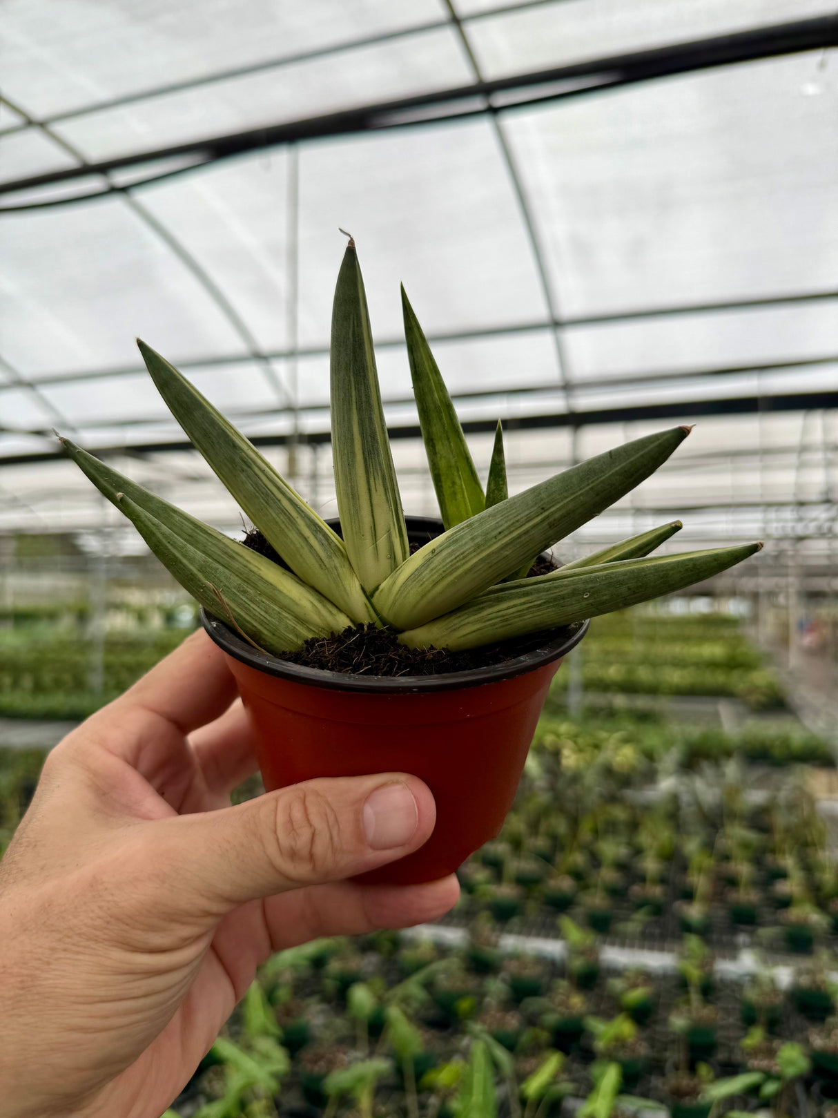 4" Sansevieria ‘Starfish’ variegated