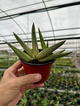 4" Sansevieria ‘Starfish’ variegated
