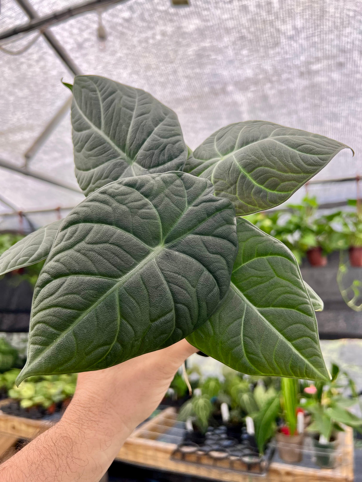 4” Alocasia maharani - Canopy Plant Co.