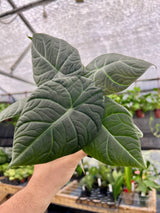 4” Alocasia maharani - Canopy Plant Co.