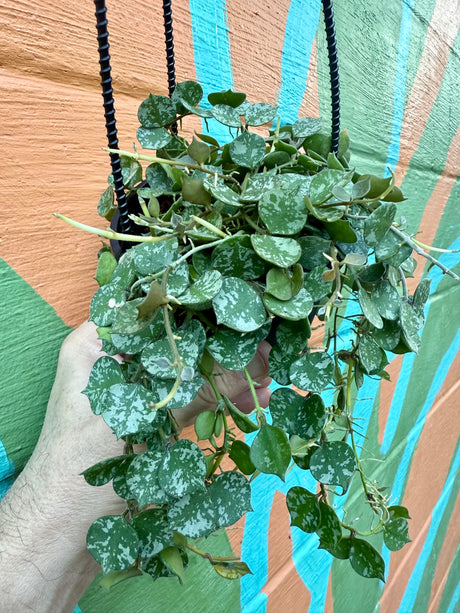 4" Hoya curtisii hanging basket