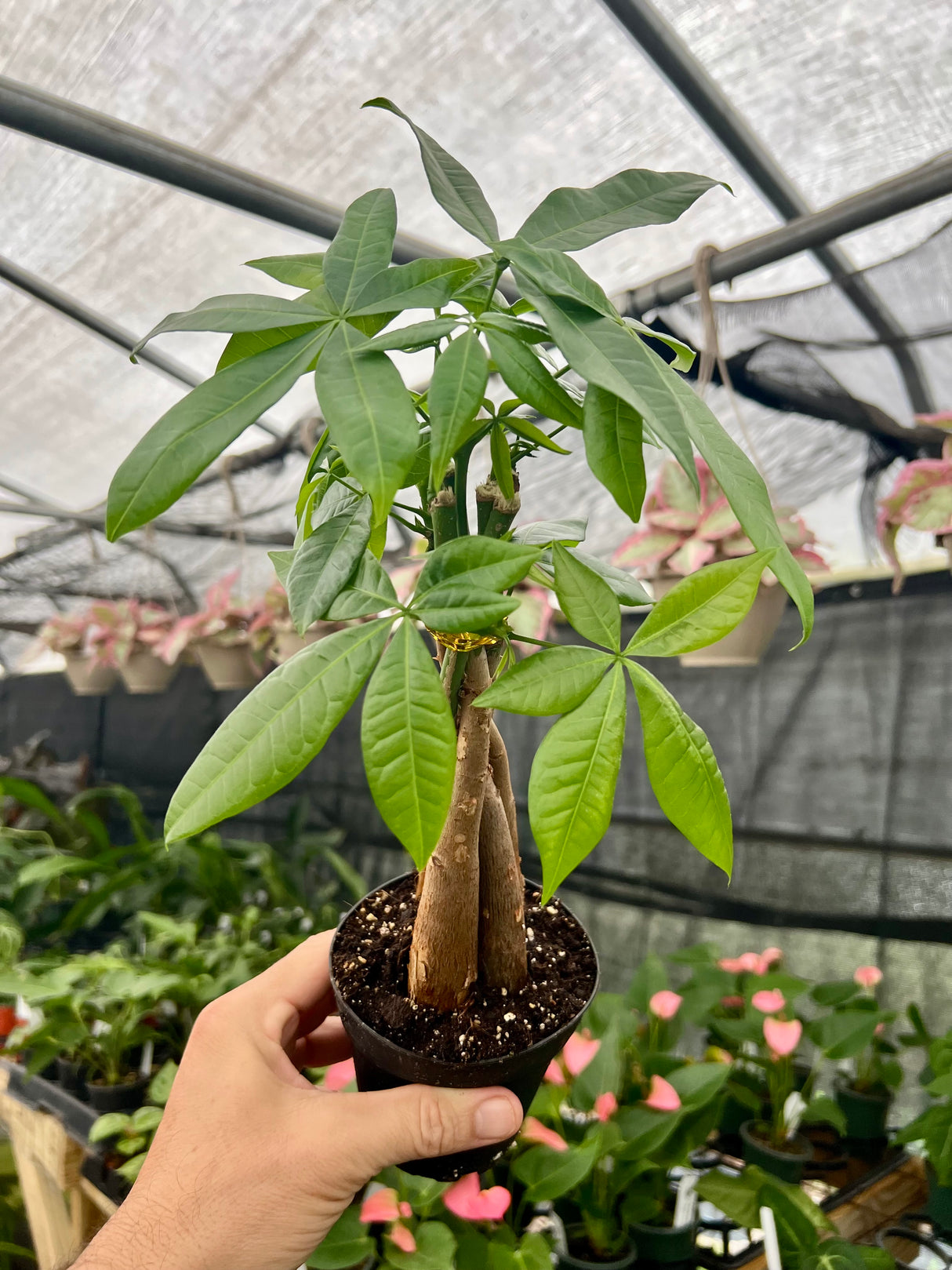 4" Pachira aquatica 'Money Tree'