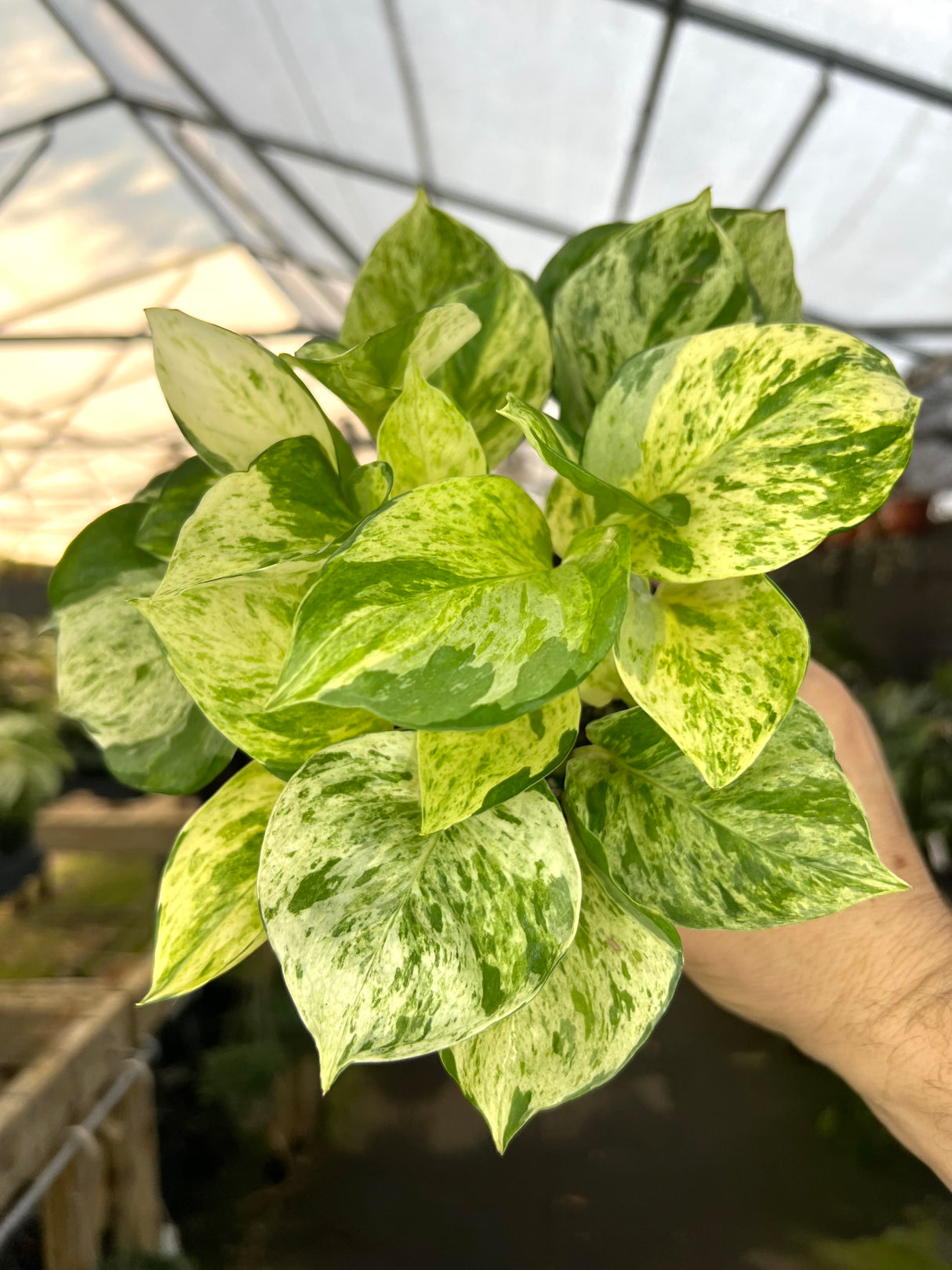 4" Pothos Manjula