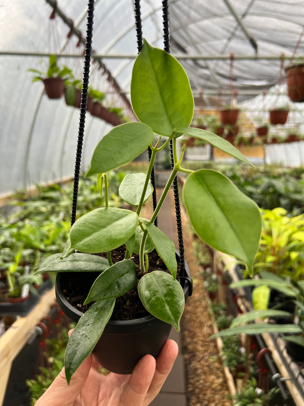 4” Hoya coronaria hanging basket