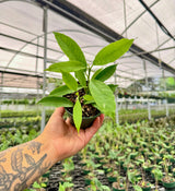 4" Hoya lockii