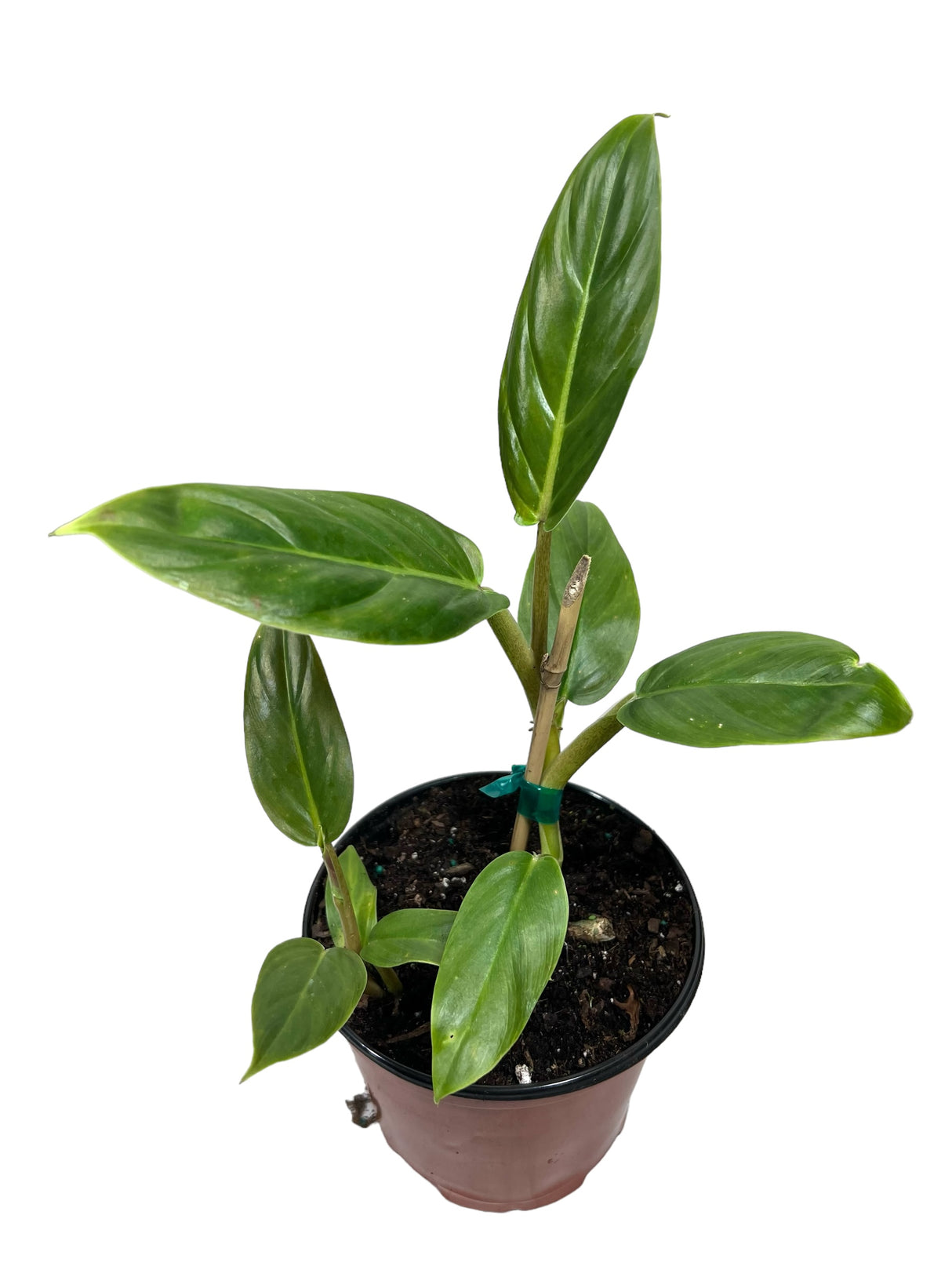 6" Philodendron subhastatum - Canopy Plant Co.