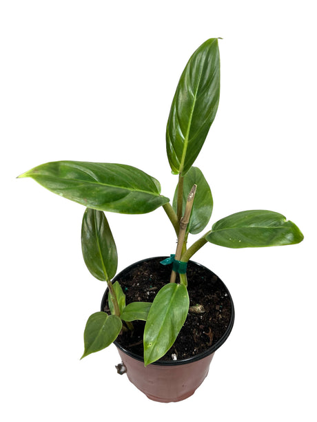 6" Philodendron subhastatum - Canopy Plant Co.