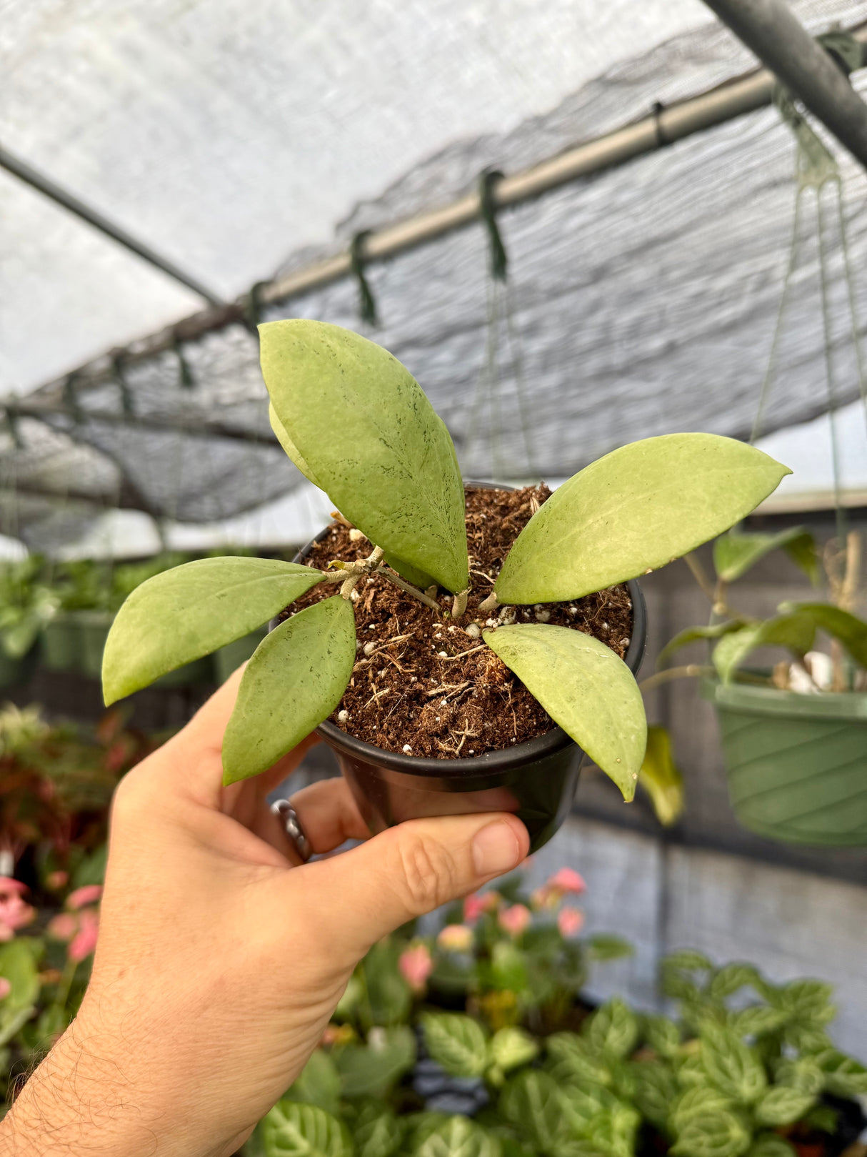 4" Hoya erythrostemma 'Silver'