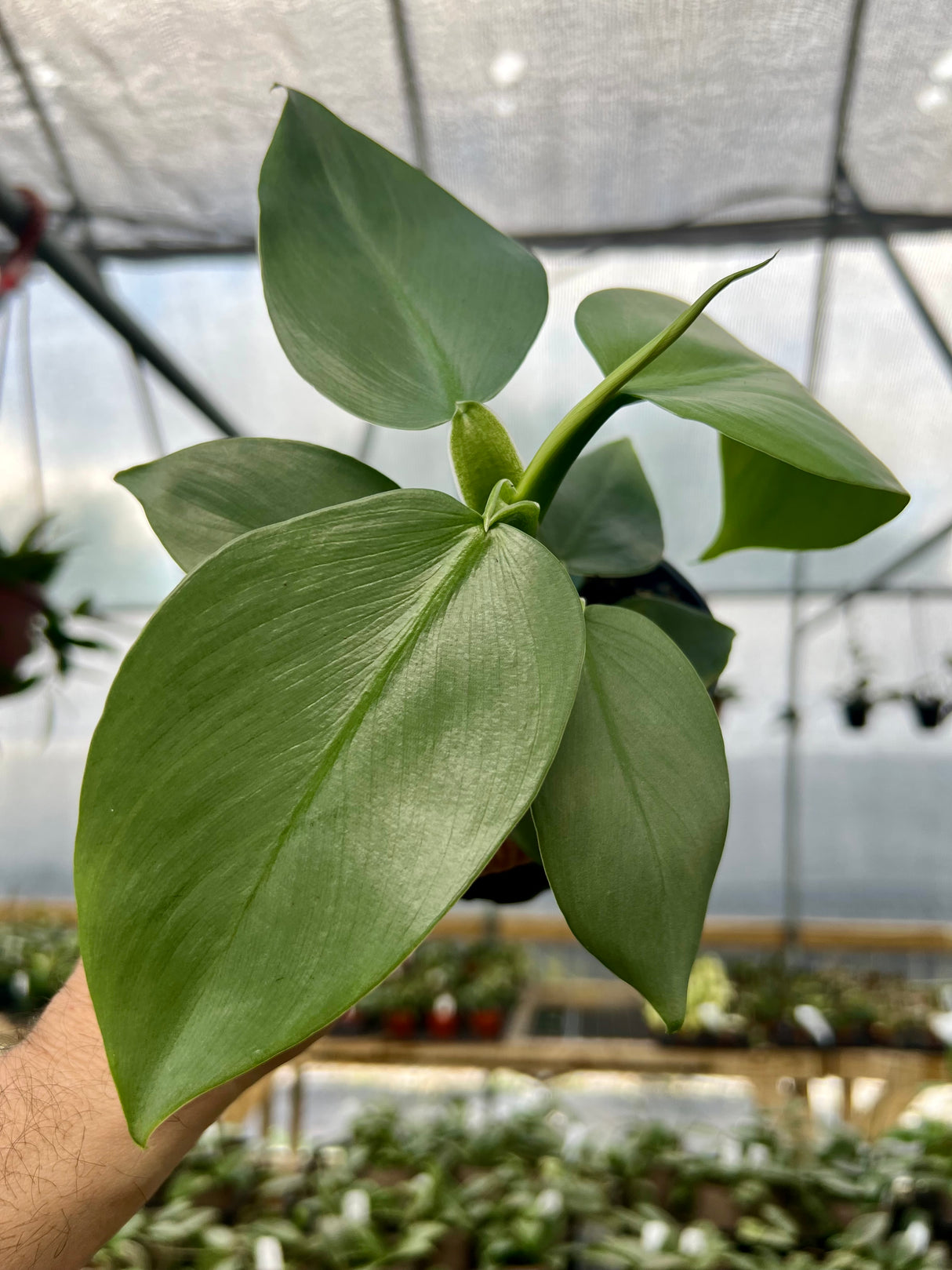 4" Philodendron Silver Sword