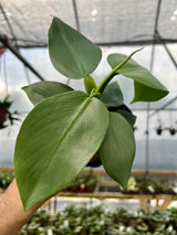 4" Philodendron Silver Sword
